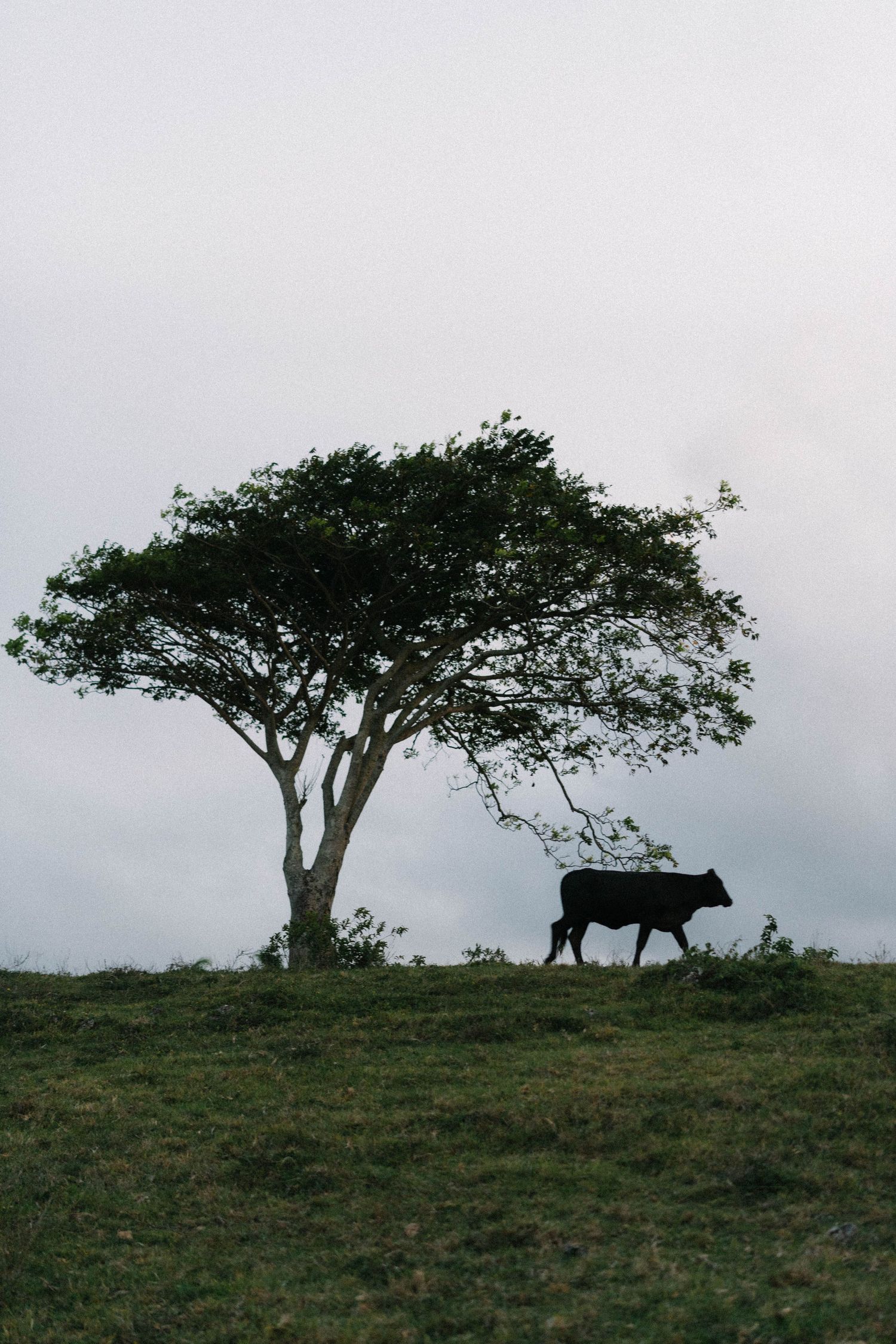 Intimate destination wedding in Las Terrenas Samana surrounded by nature