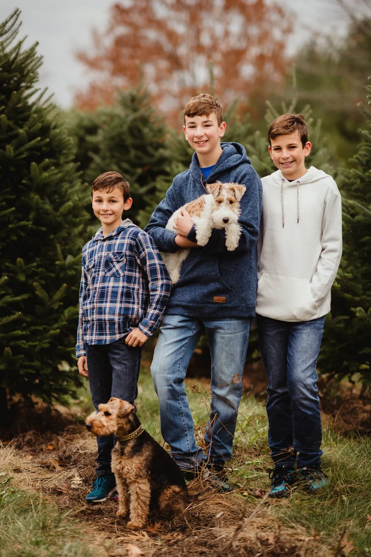 Three boys with dogs at Christmas tree farm during autumn season.