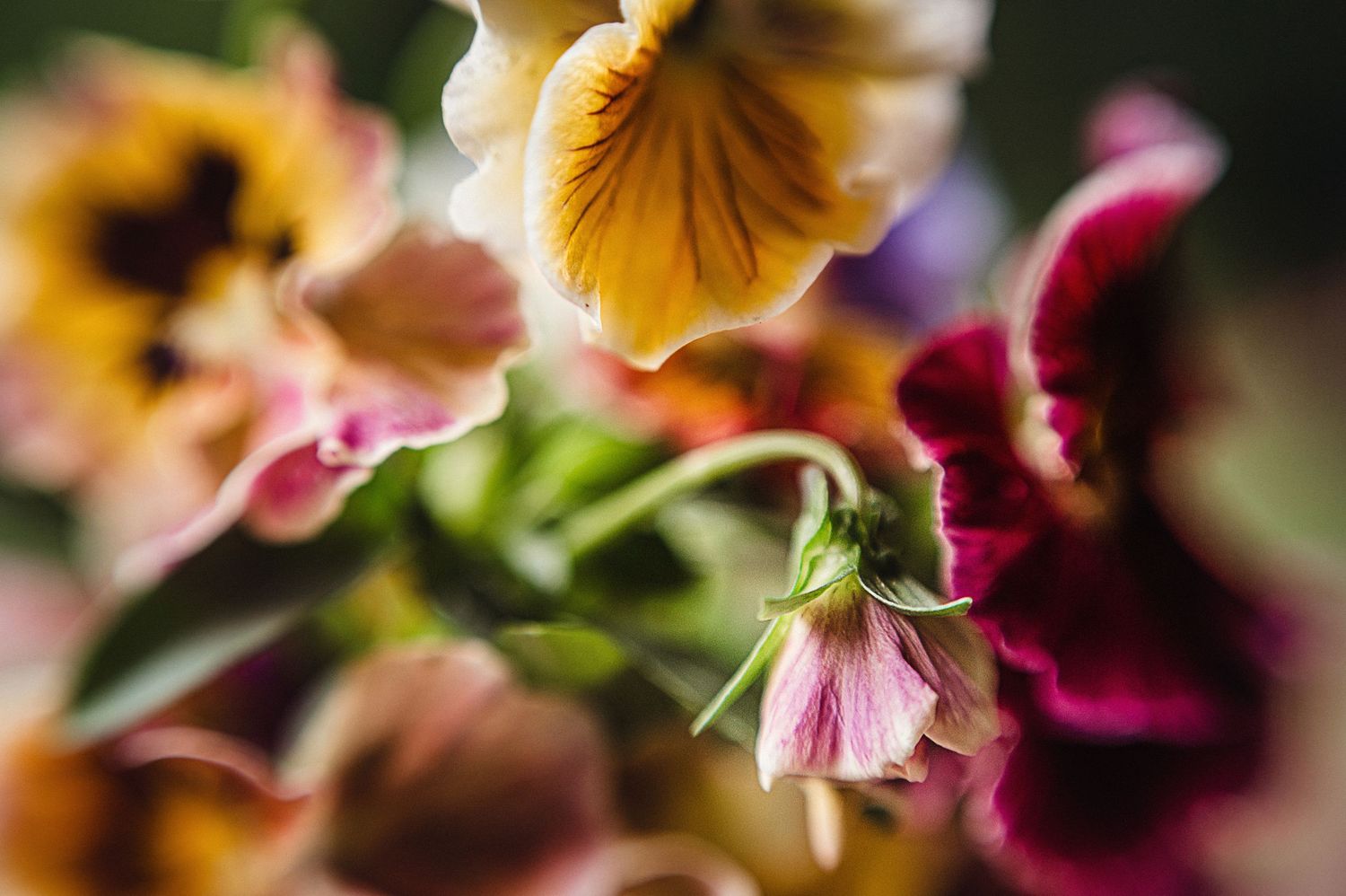Macro photo of colorful pansy flowers with soft focus petals.