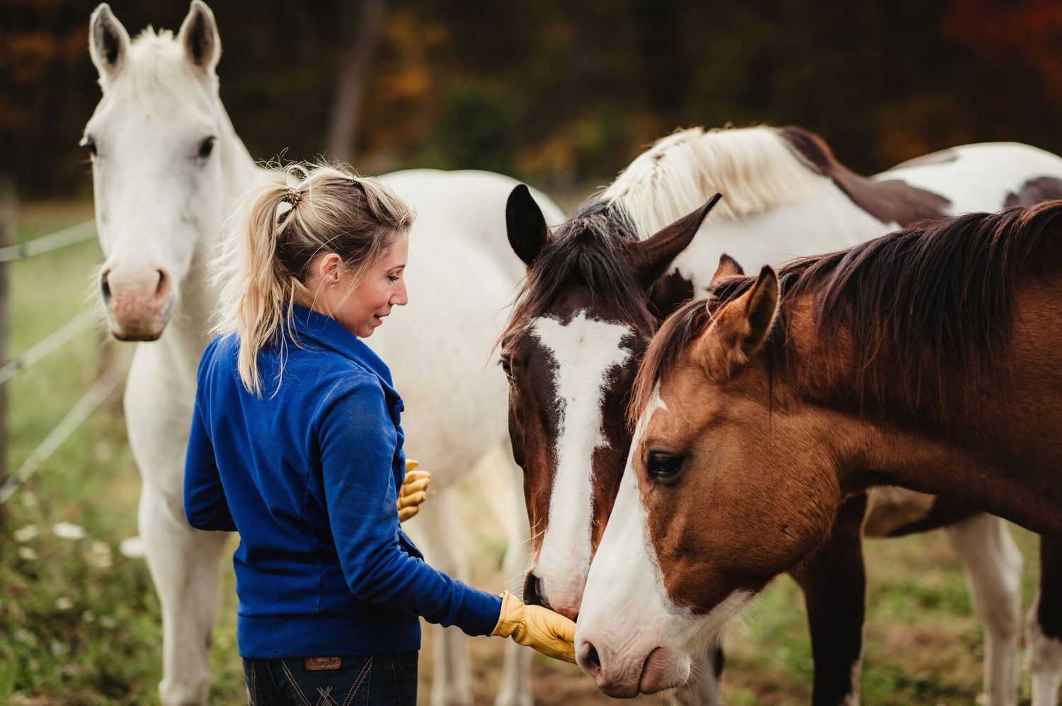 Person in blue jacket feeding and petting horses in autumn field.