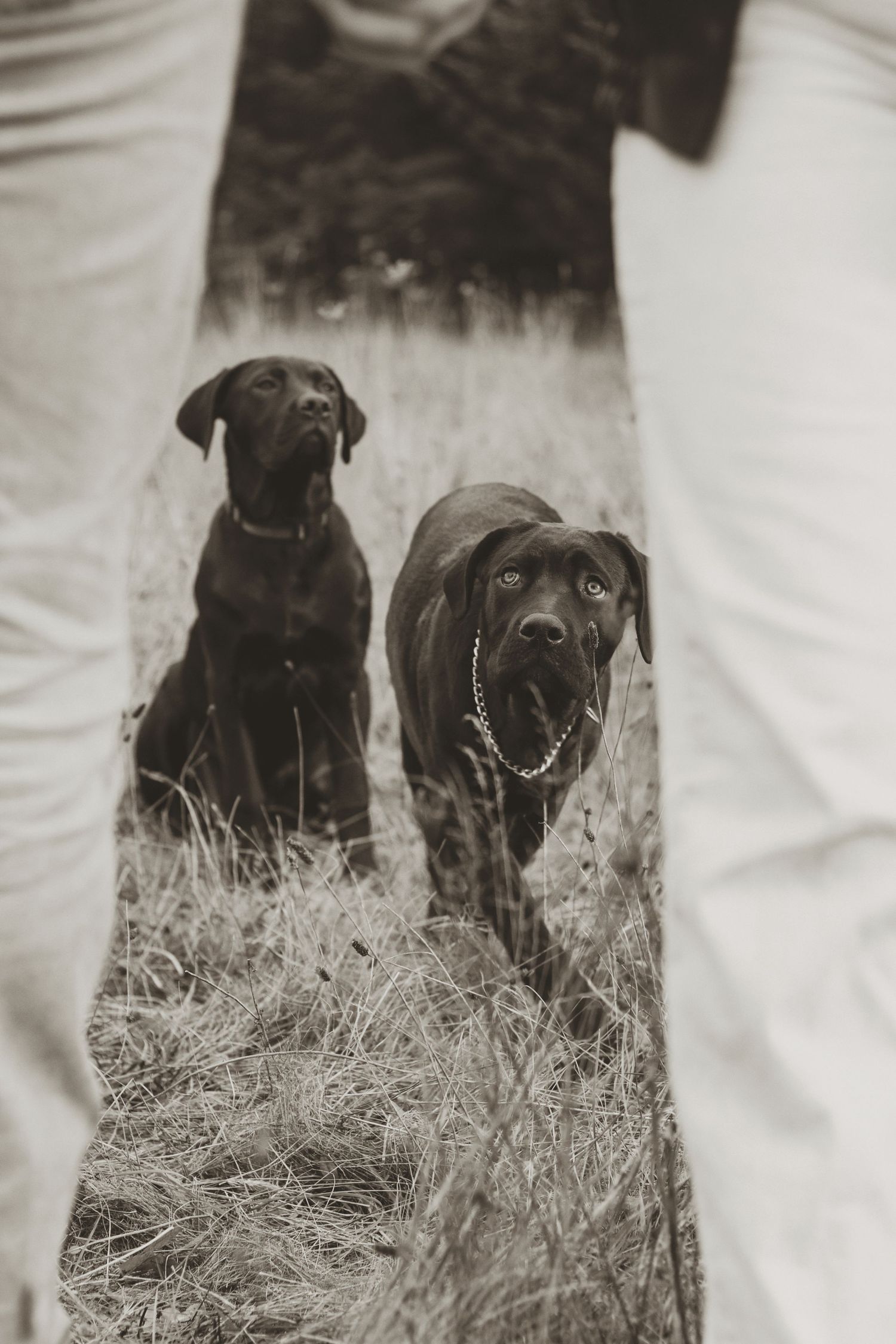 Two black Labrador puppies running through tall grass while following someone walking in white pants.