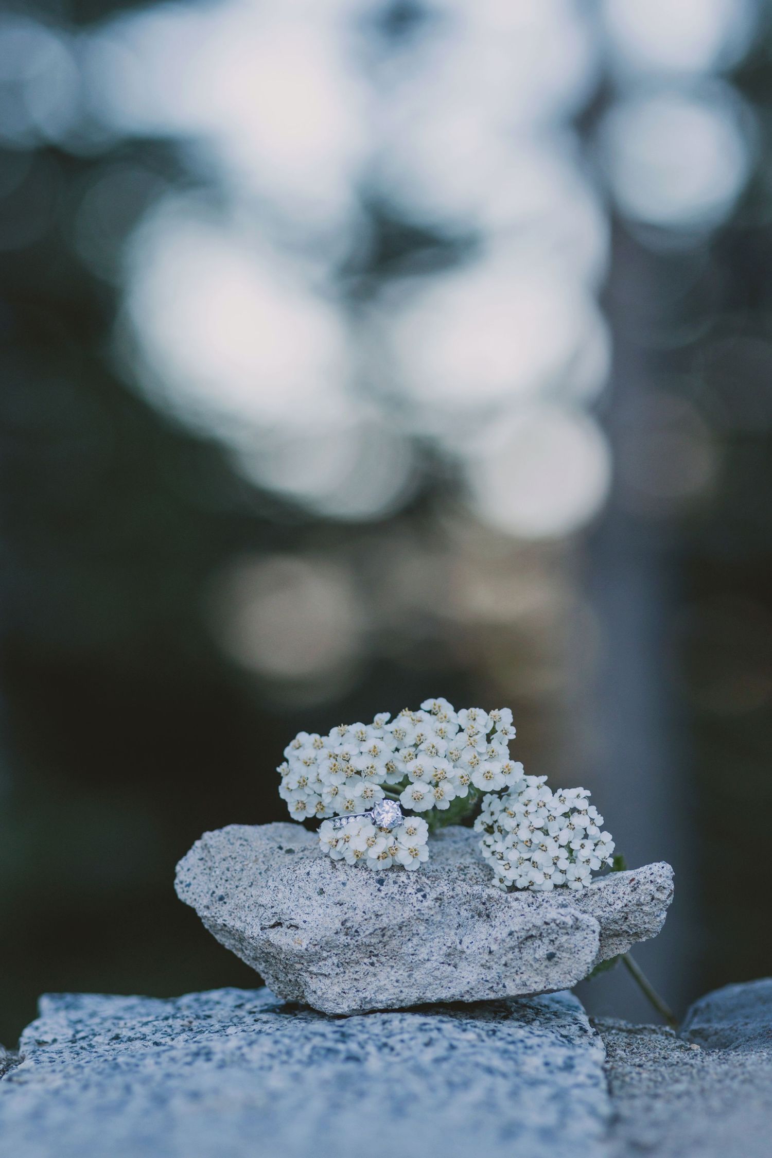 Small white wildflowers resting on a rough stone surface with a soft bokeh green background.