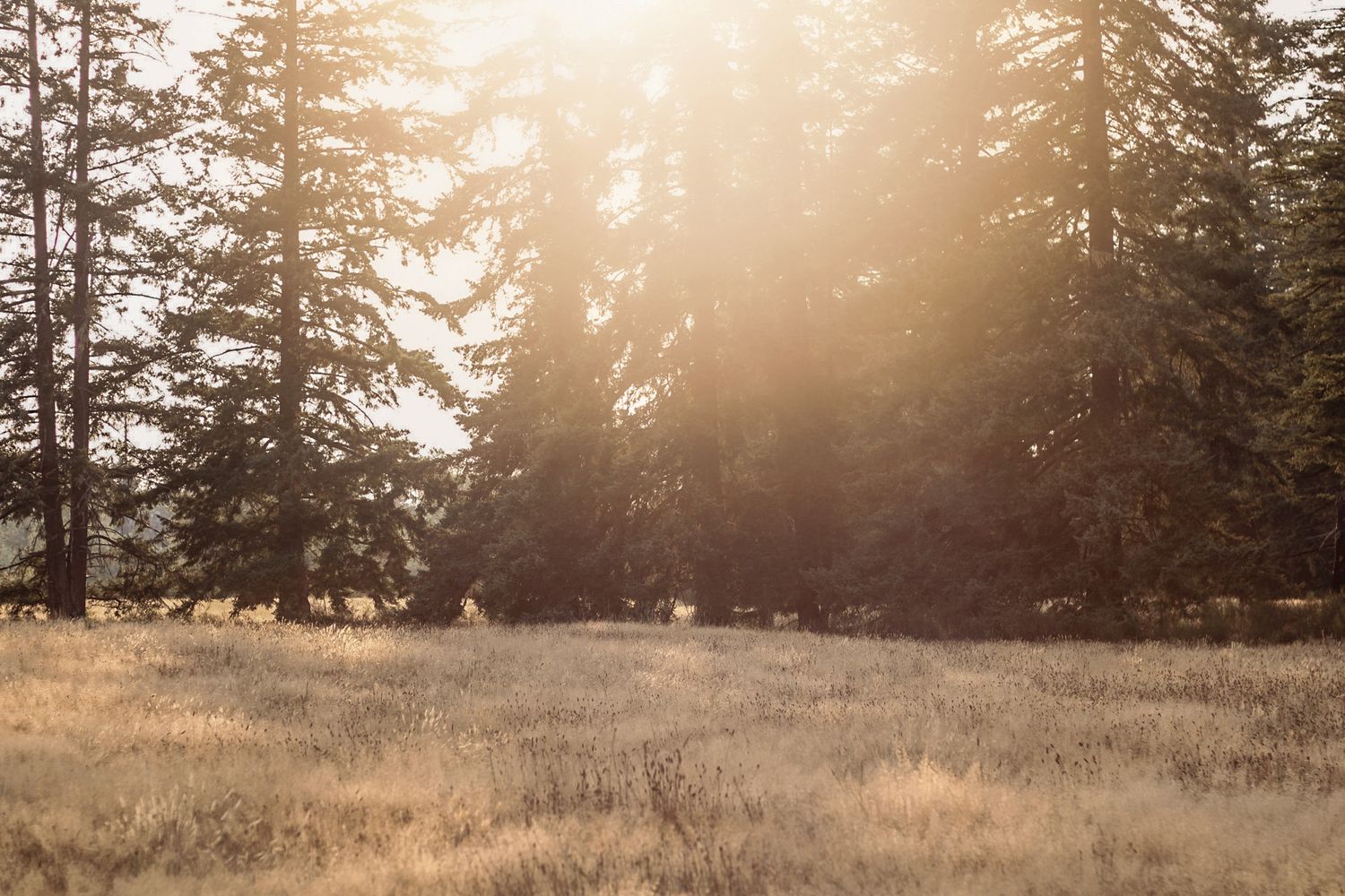 Golden sunlight streams through evergreen trees in a serene meadow at sunset.