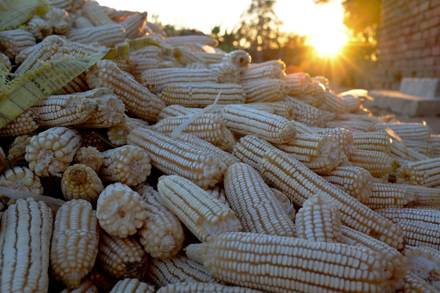 Harvested corn cobs piled together glowing in warm sunset light.