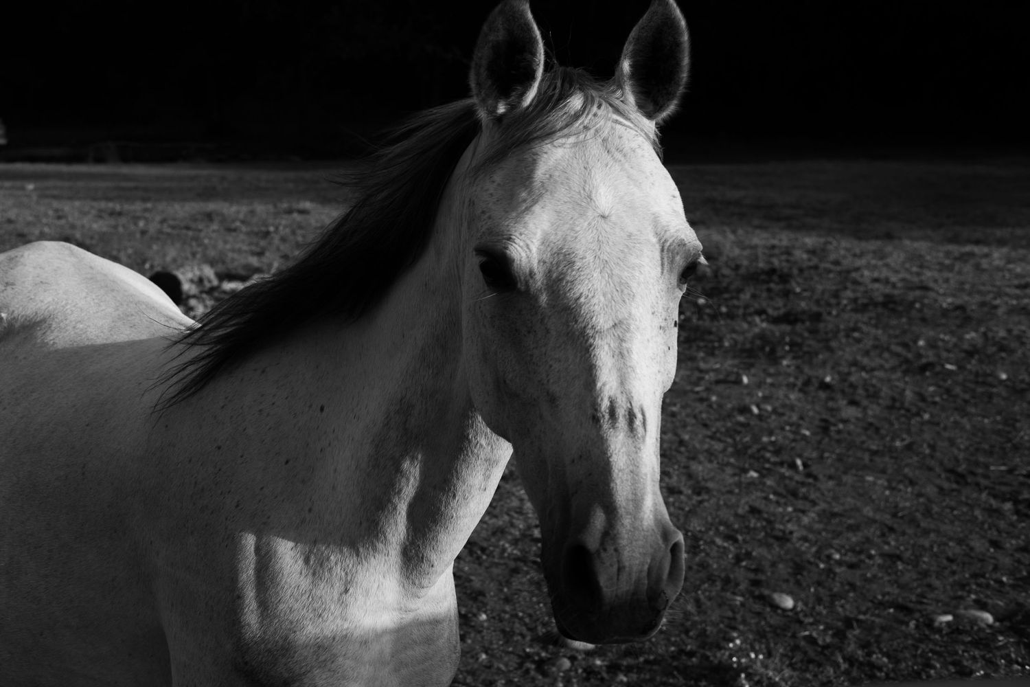 Close-up black and white sequence of a horse's head and neck in profile.