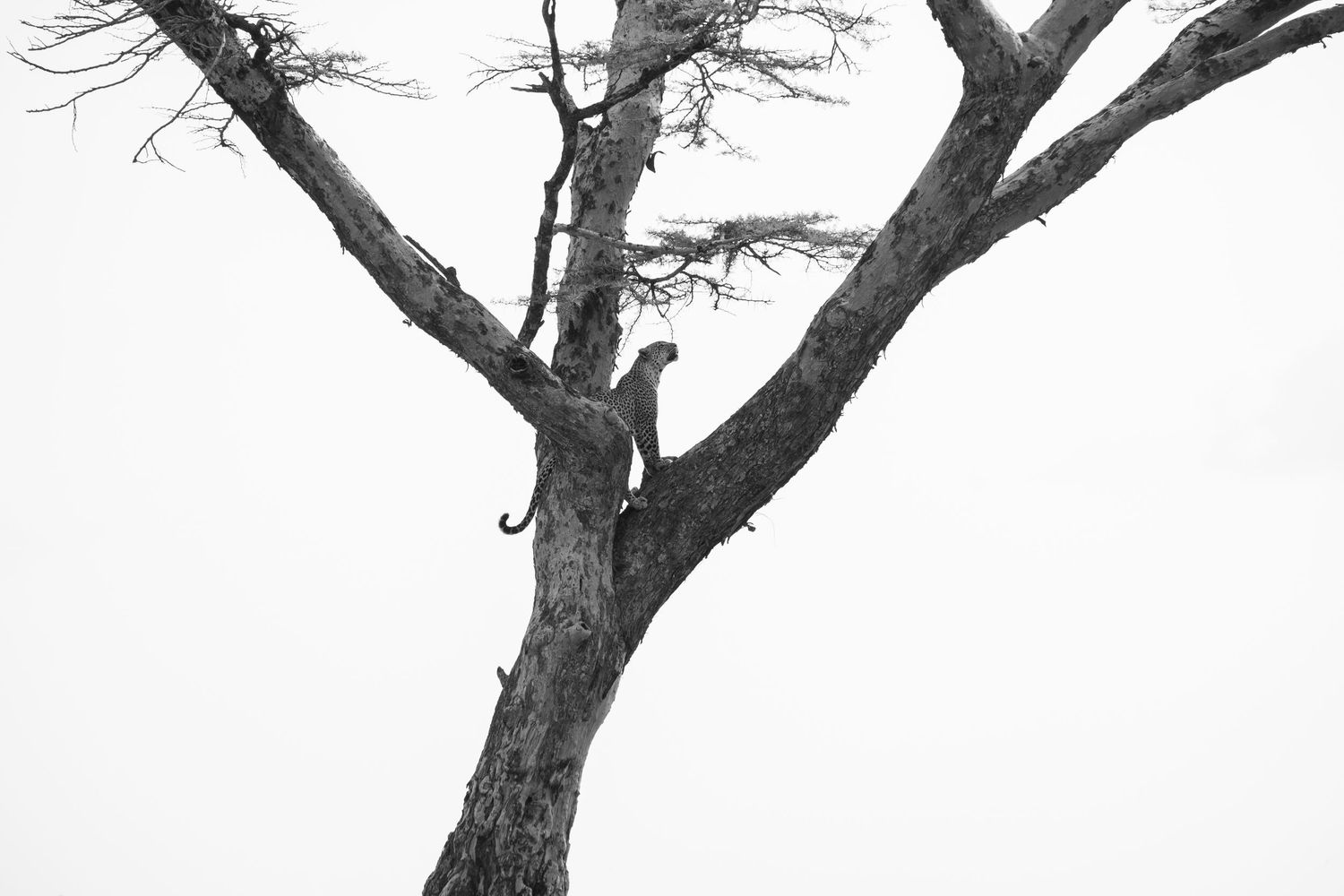 A black and white photograph of a leopard perched in a bare tree.