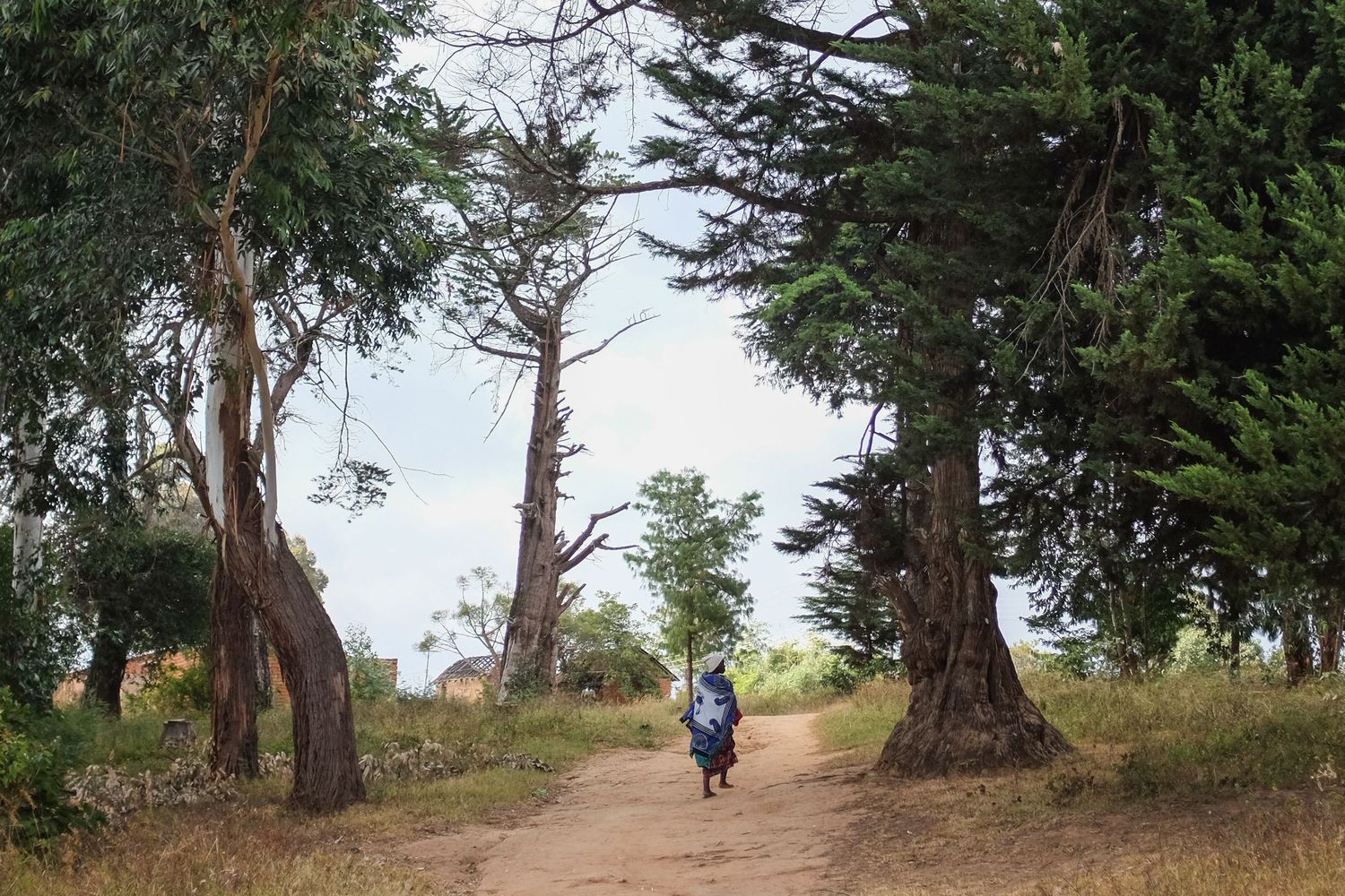 Series of images showing a dirt path through pine trees in a forest setting.