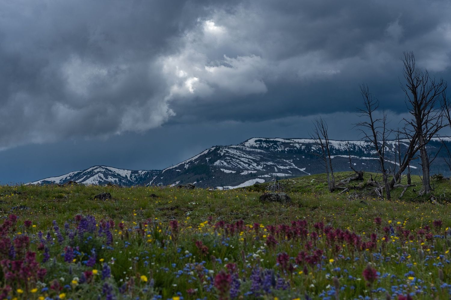 Dramatic stormy skies over mountain peaks with wildflowers blooming in an alpine meadow.