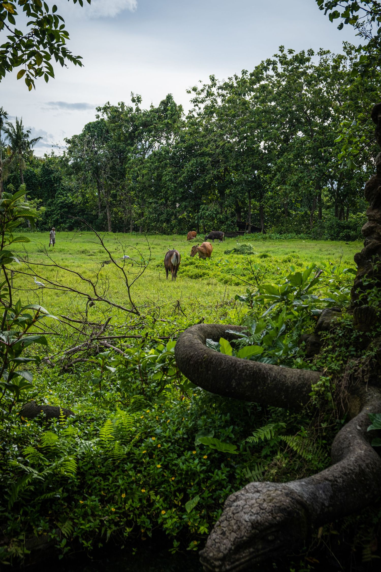 Lush green pasture with fallen tree trunk surrounded by tropical vegetation.