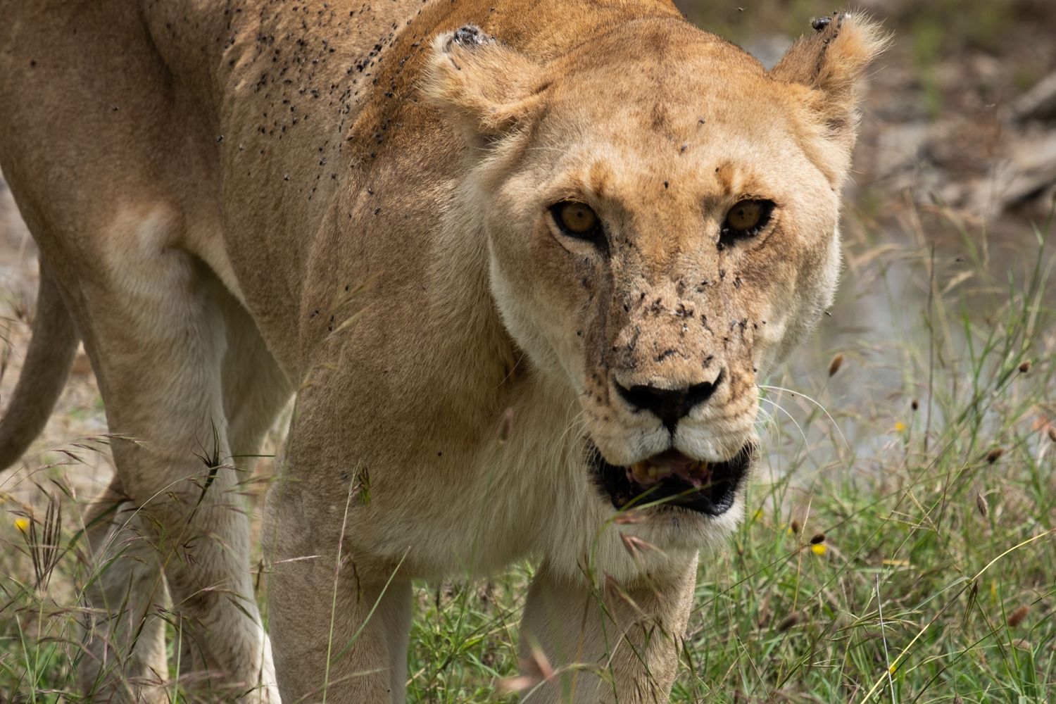 Female lioness prowling through grass with an intense focused gaze.