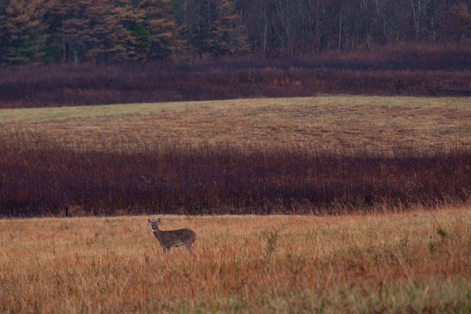 A lone deer stands in a golden grass field with mountains in the background.