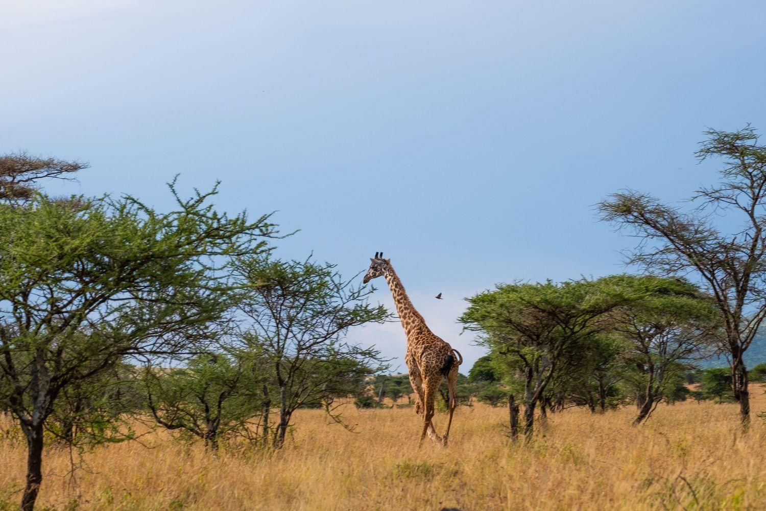 Tall giraffe walks among acacia trees in the golden African savanna.