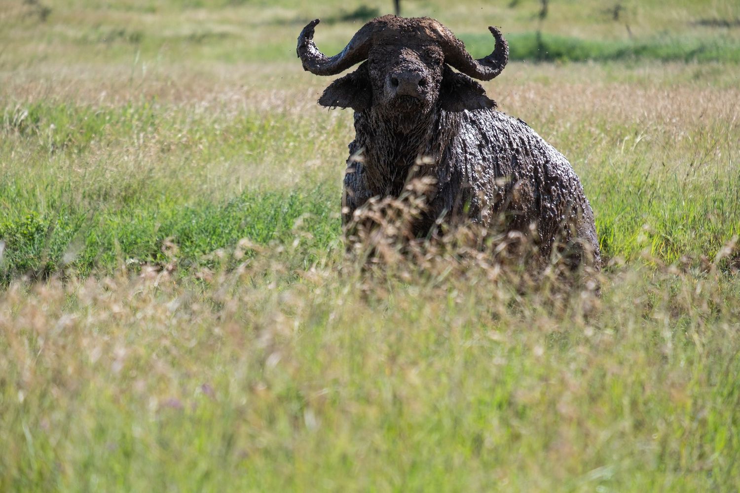 Black dog with curly fur running through a green grassy field on a sunny day.