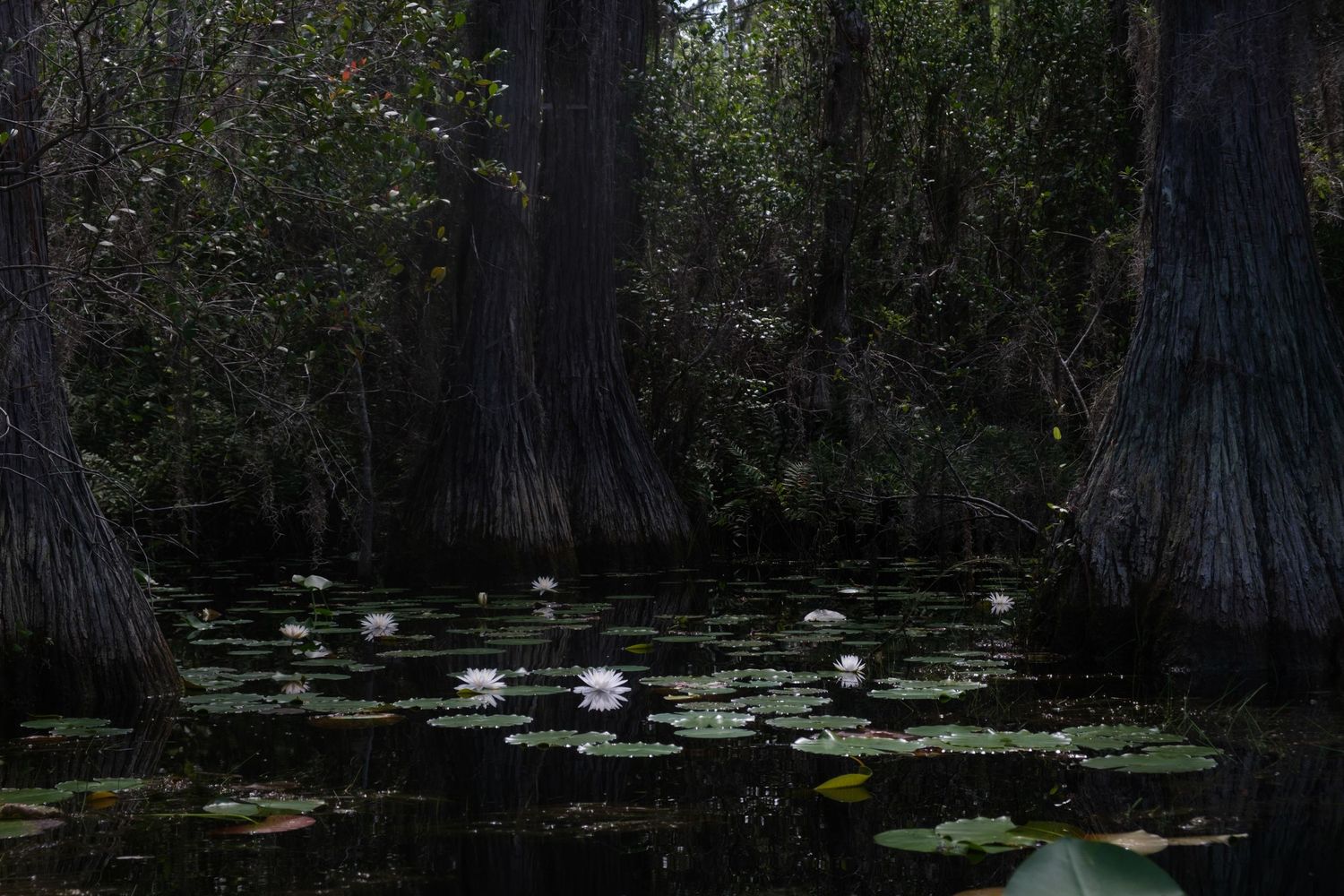 Cypress trees cast shadows over a swampy pond filled with lily pads.