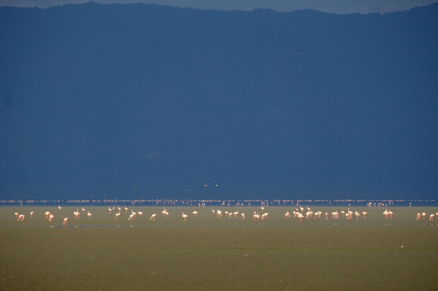 Distant flamingos create a pink line against the horizon of an African landscape.