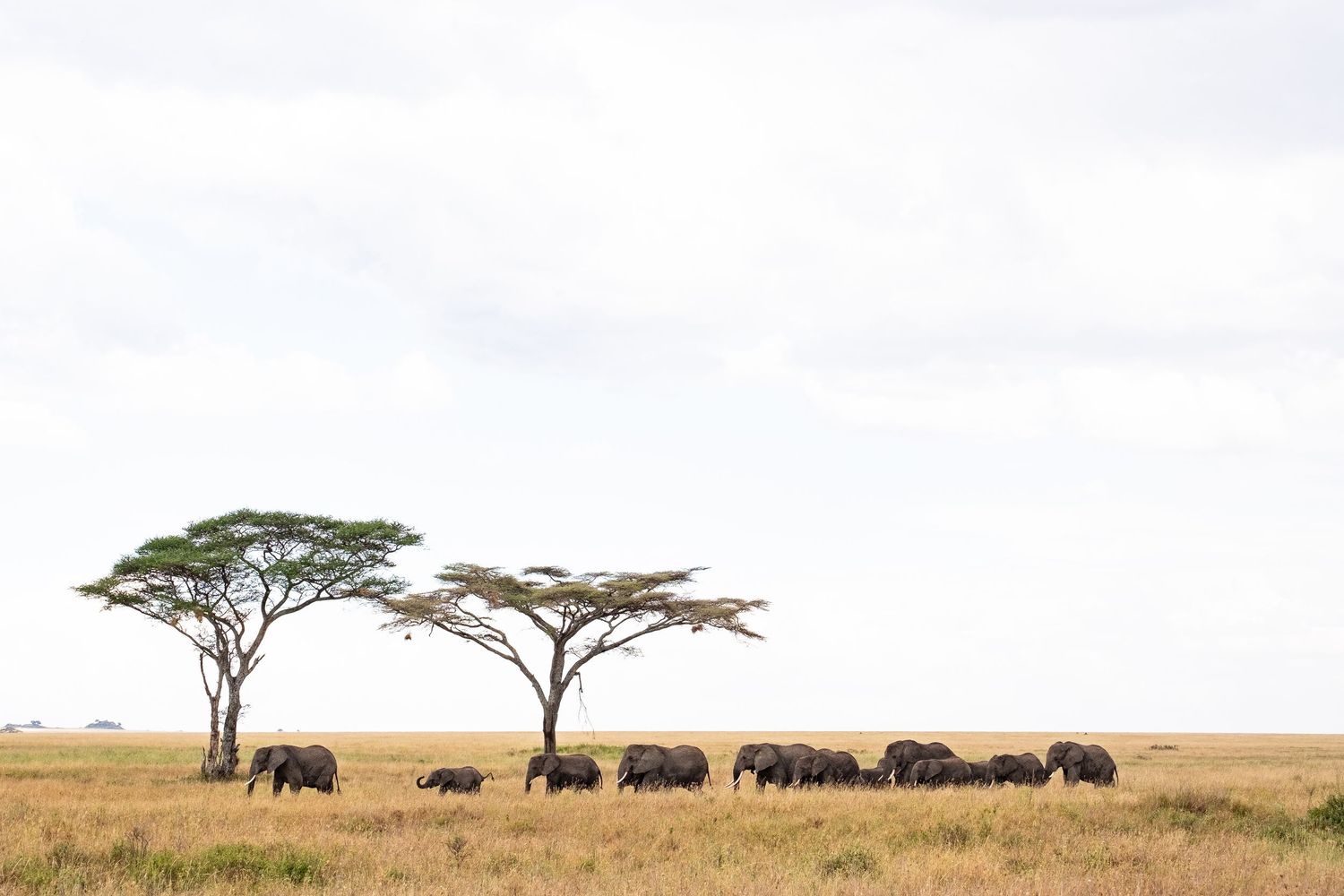 Herd of elephants walking in line across African savanna with acacia trees.