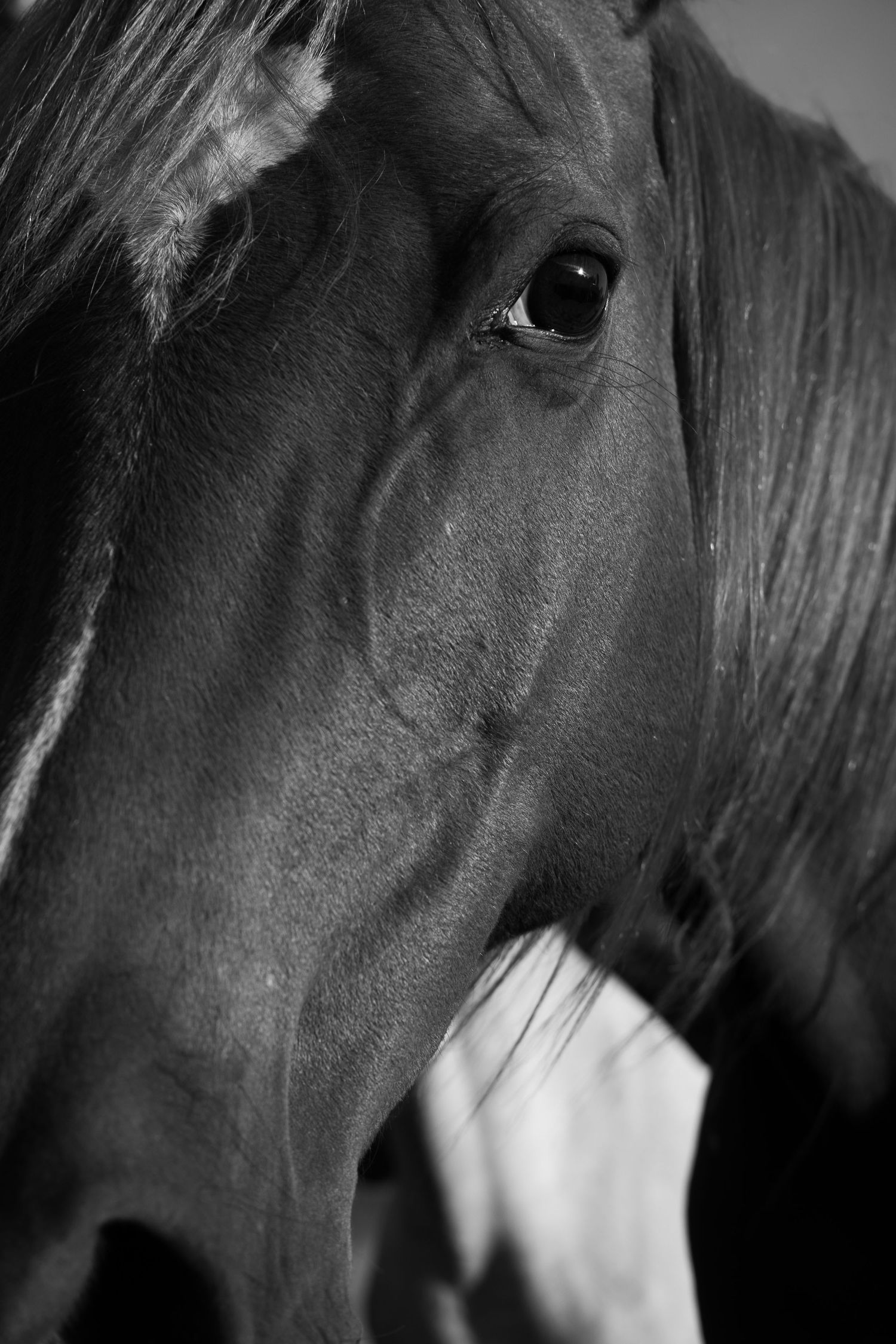 A series of black and white close-up photographs showing different angles of a horse's head and mane.