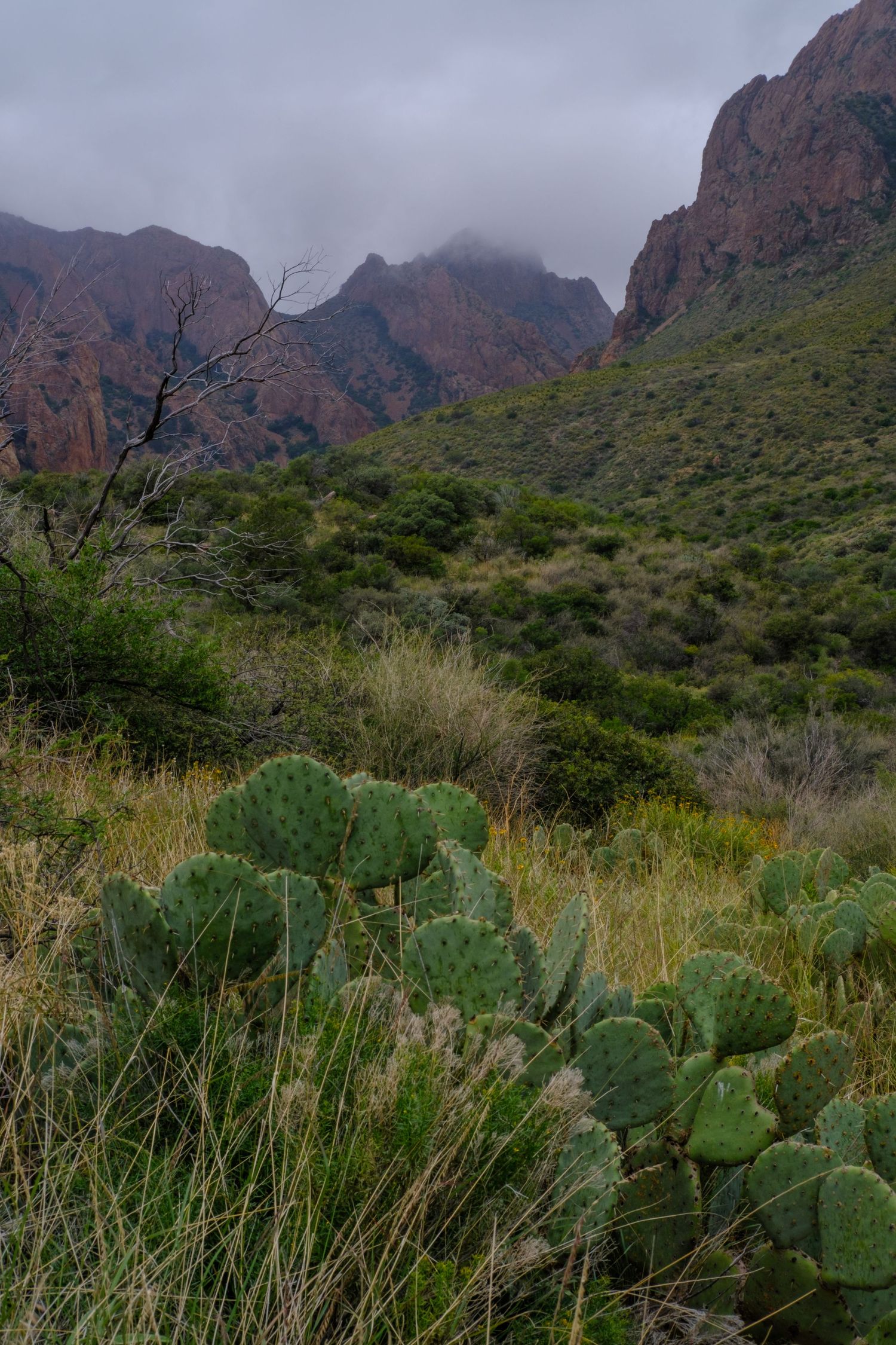 Dramatic red rock formations tower over desert vegetation with prickly pear cactus and tall grasses in the foreground.