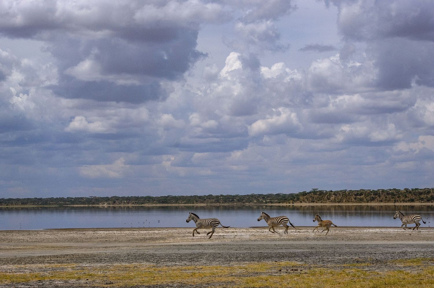 Herd of zebras running across vast African savanna under dramatic cloudy sky.