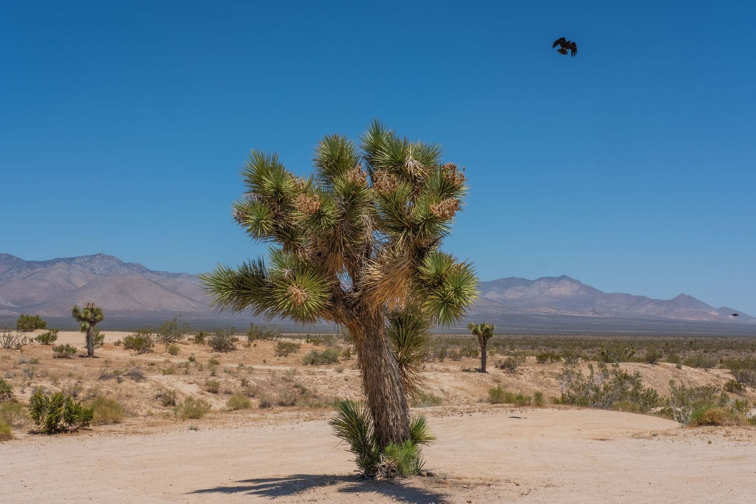 Joshua trees dot arid desert landscape with mountains rising in background under clear blue sky.