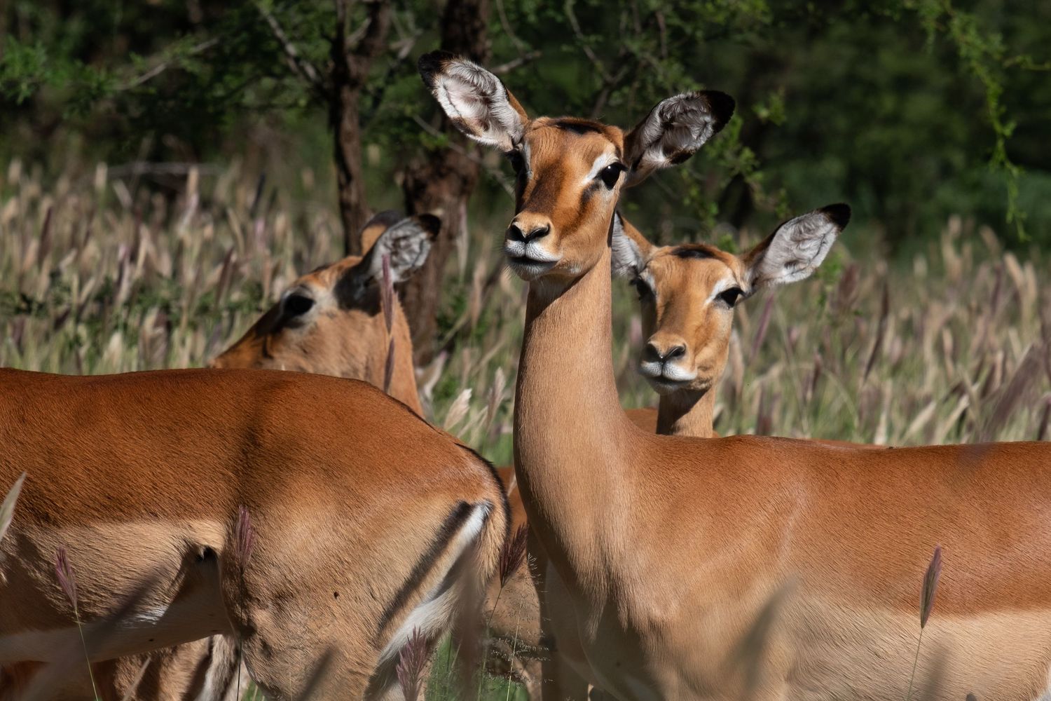 A herd of impala antelopes grazing together in the African savanna grassland during daytime.