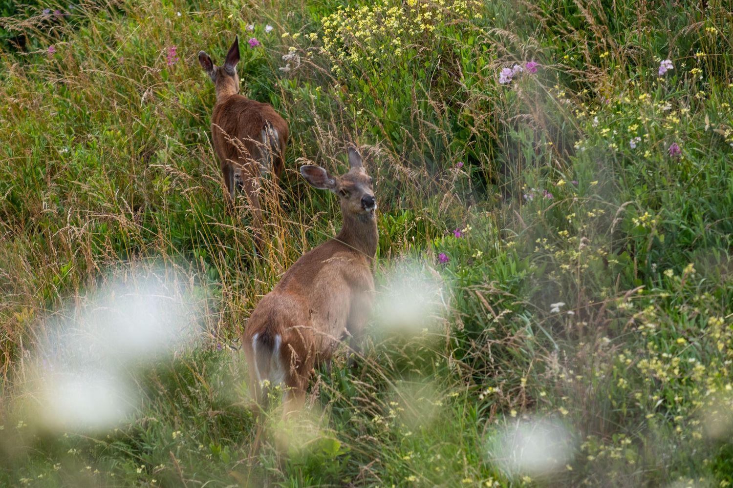 Wildflowers bloom among tall grass in a summer meadow.