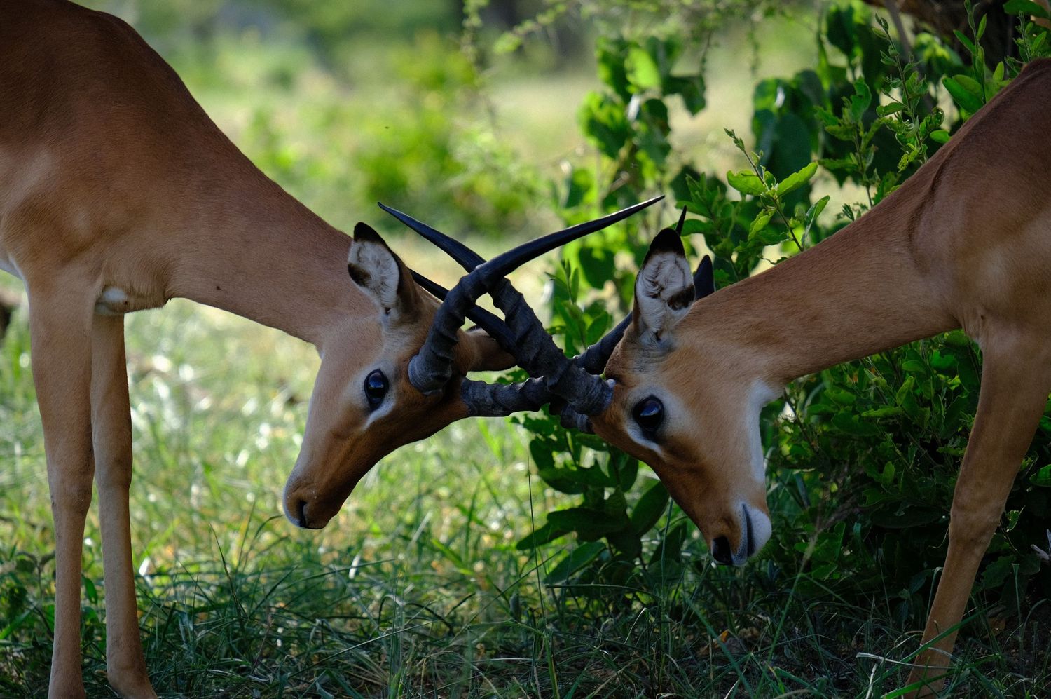 Two impala rams lock horns in combat amid green vegetation.