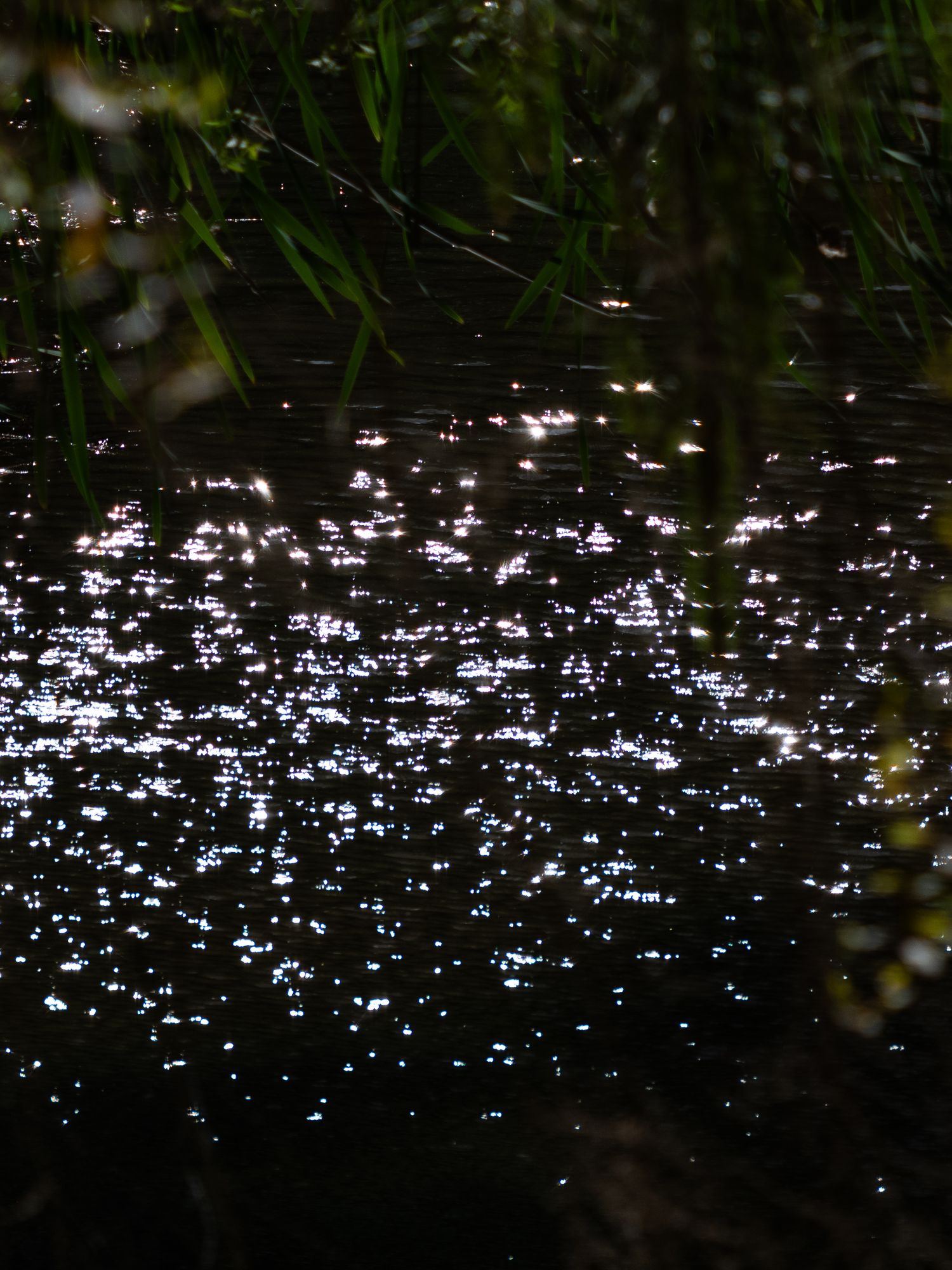 Sparkling water reflections create a magical starlight effect in dark pond at night.