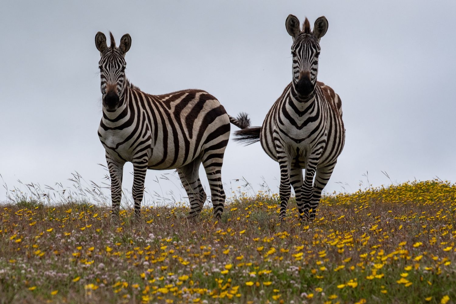 Group of zebras standing among yellow wildflowers in natural grassland habitat.