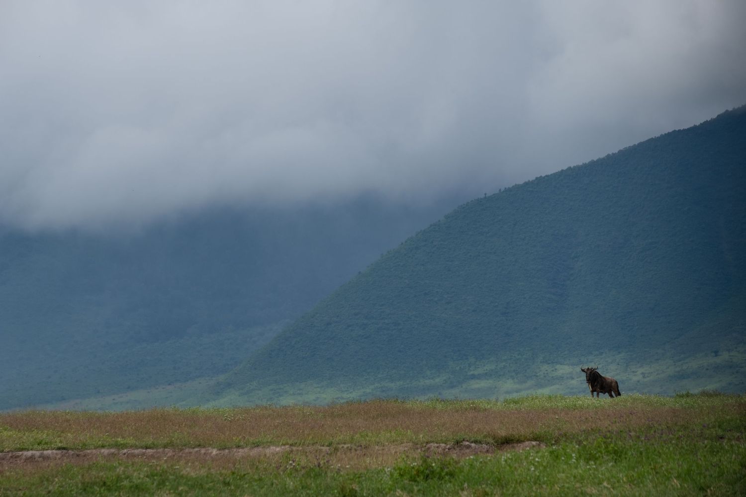 Lone animal silhouette against misty mountains and dramatic cloudy sky.