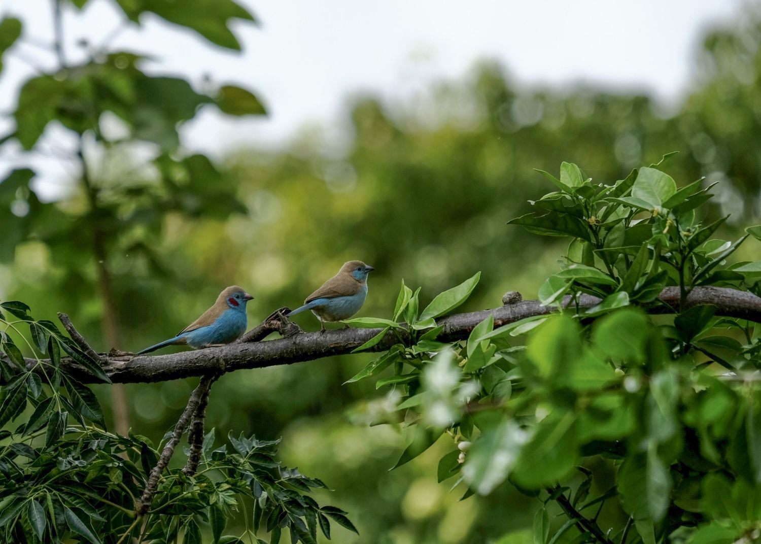 Two blue birds perched together on a leafy green branch.