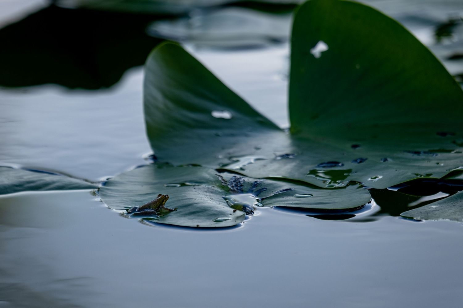 Water droplets create ripples on dark reflective surface of a pond or lake.