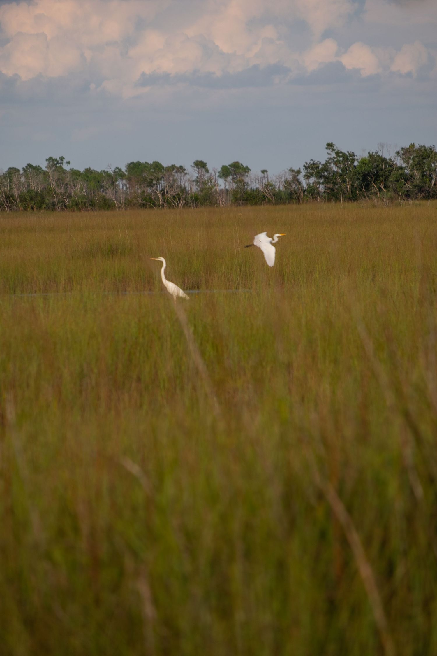 White egrets flying over golden marsh grass in the Florida Everglades.