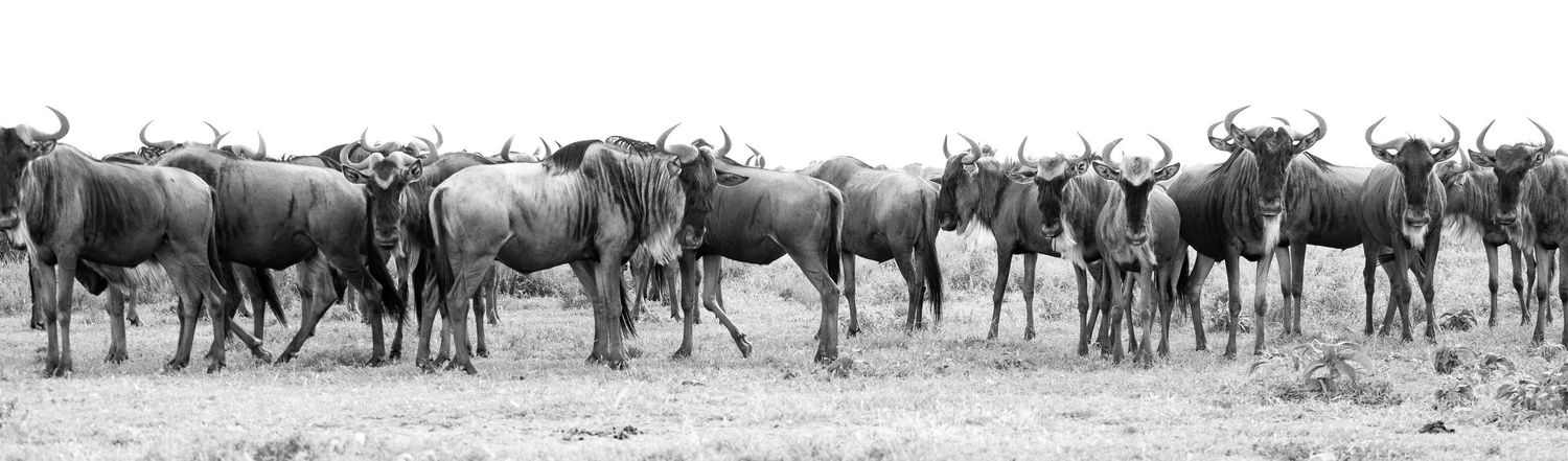 Herd of wildebeest grazing together on the African savanna plains at dusk.