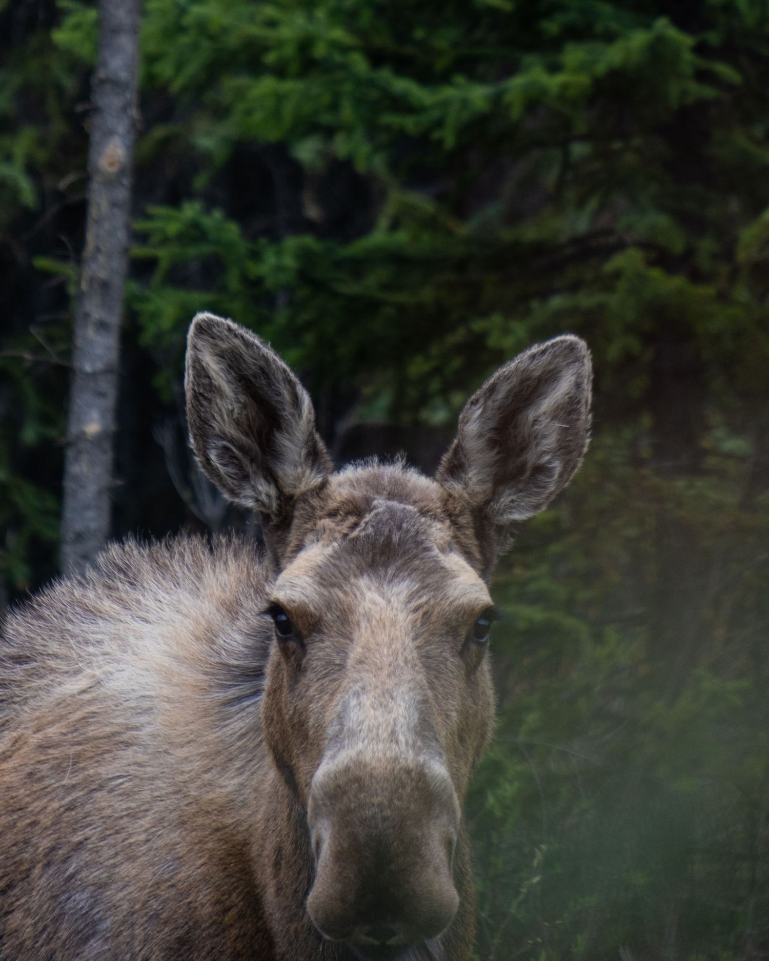 Close-up portrait of a moose with fuzzy antlers in a forest setting.
