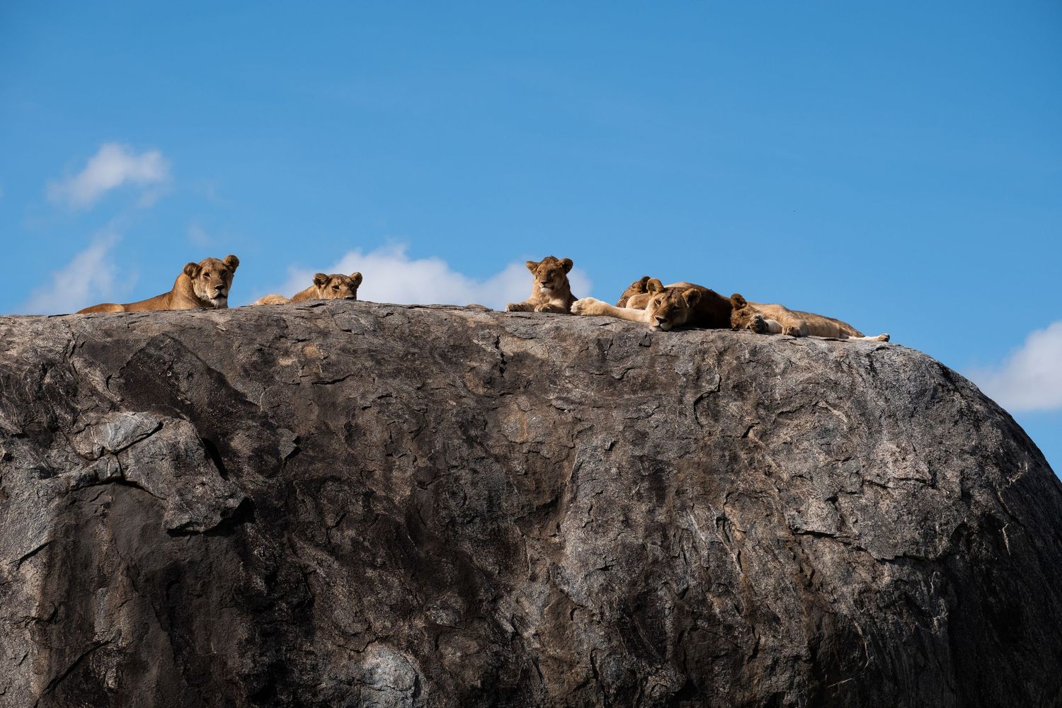 Lions resting on top of a large rocky outcrop against blue sky.