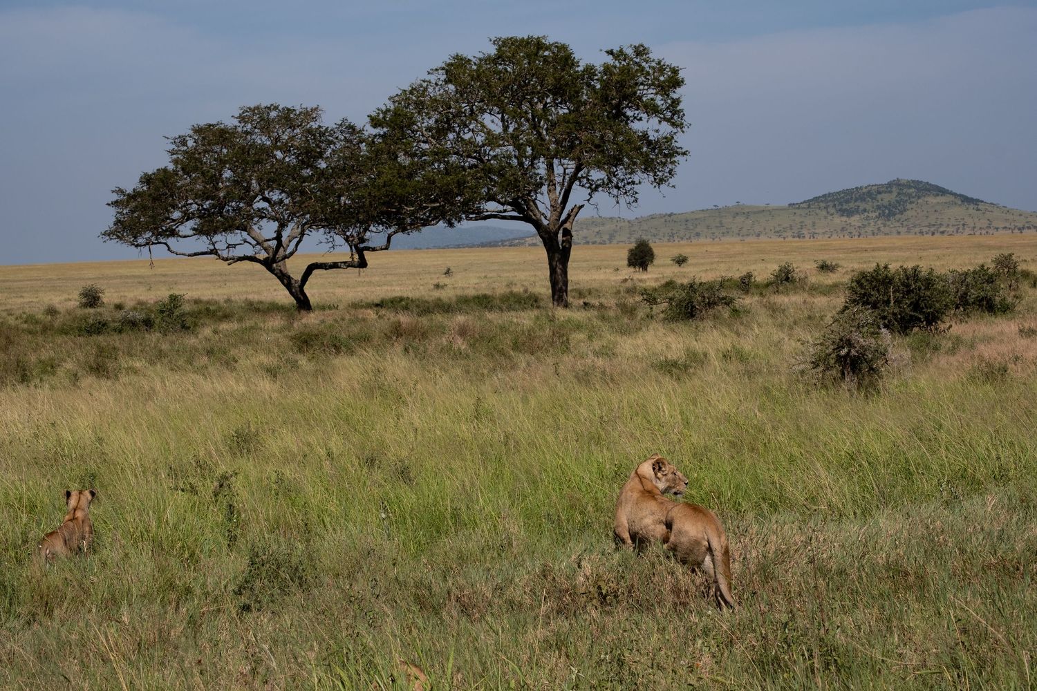 African savanna landscape with acacia trees and antelope grazing in golden grassland.