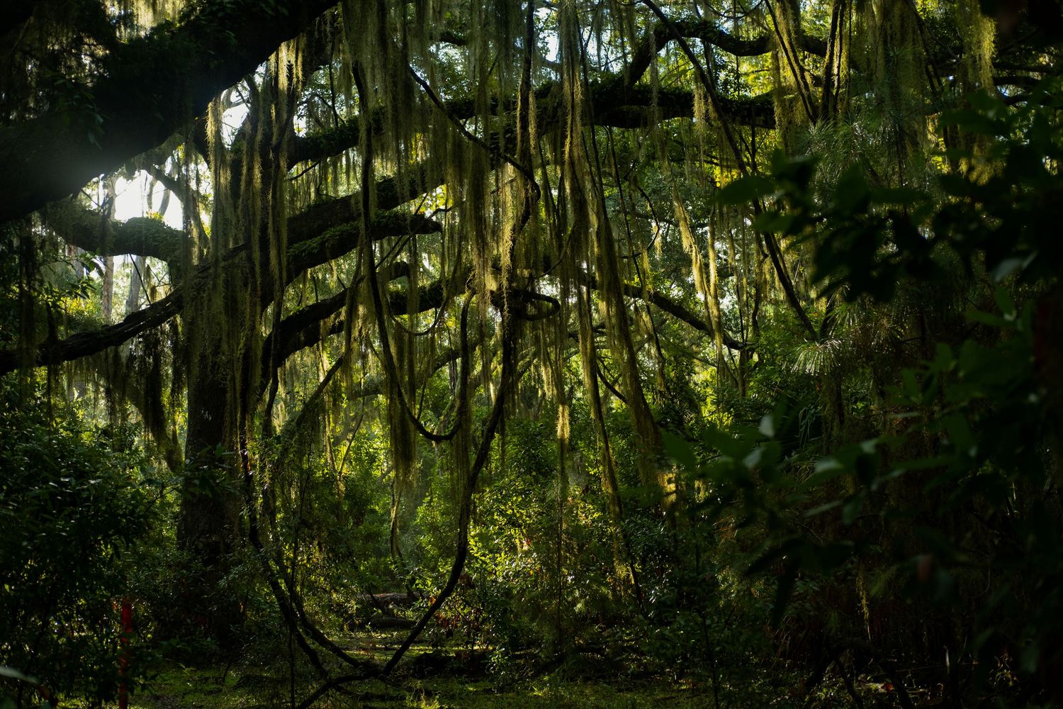 Spanish moss hangs from tree branches creating a mystical forest canopy.