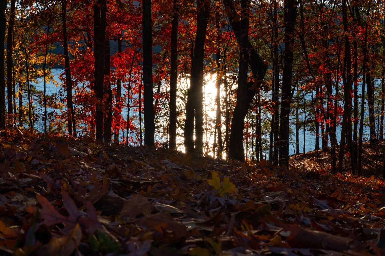 Autumn forest with vibrant red foliage and sunlight streaming through the trees.
