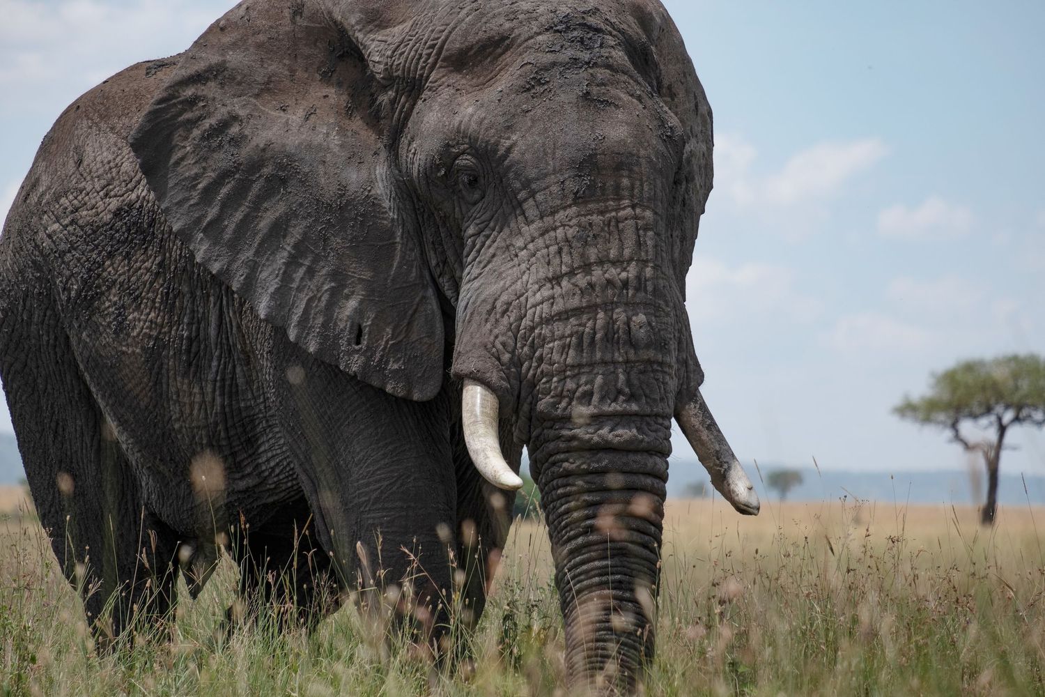 Herd of African elephants walking through tall grass in the savanna.