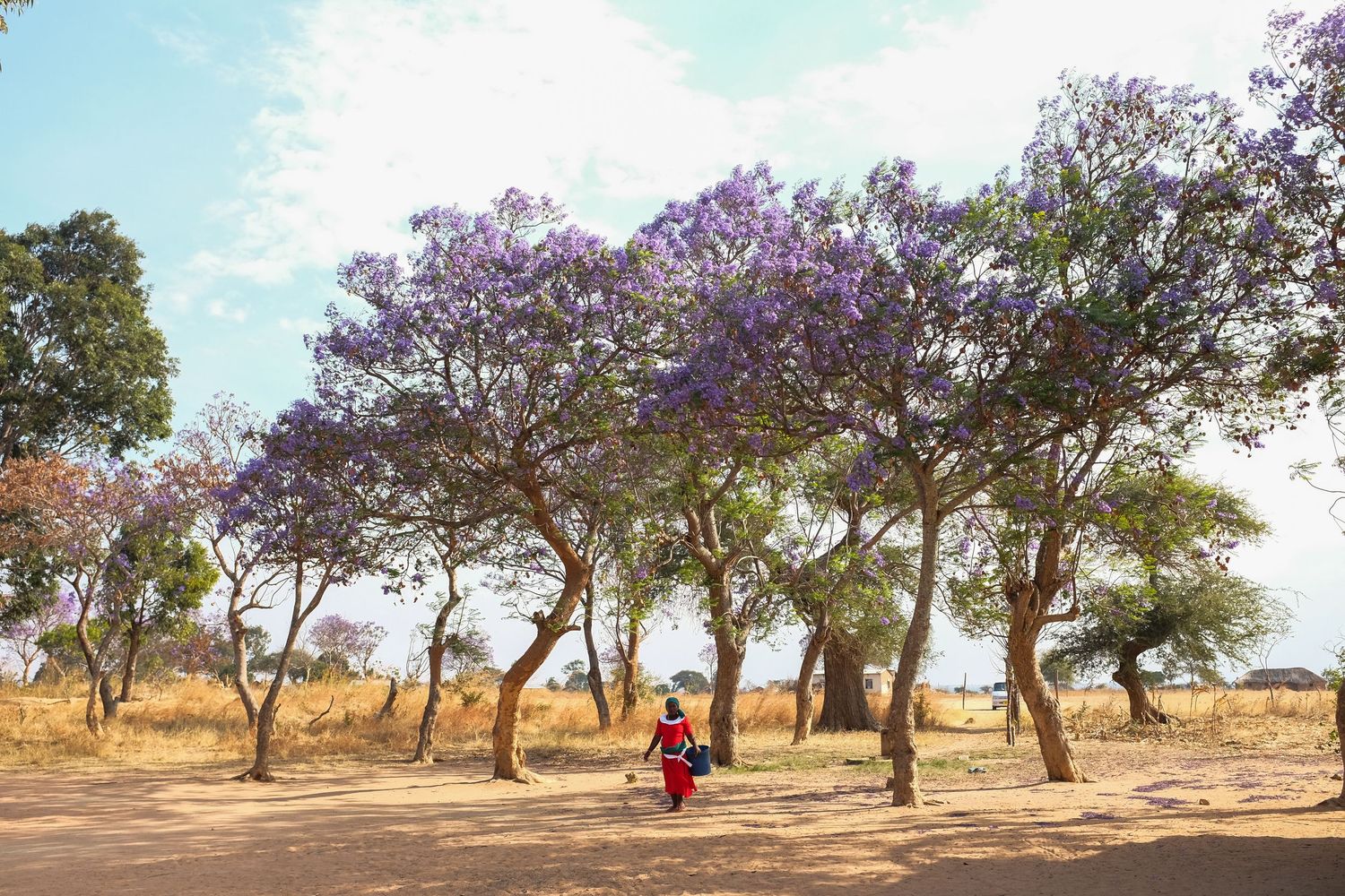 Purple jacaranda trees line a path where a figure walks in bright African sunlight.