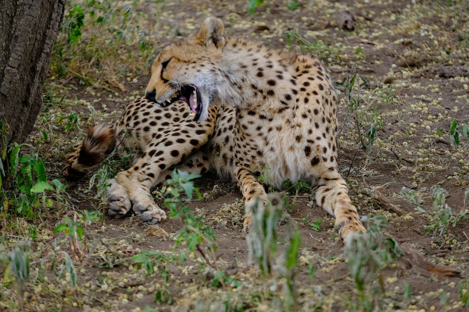 Cheetah resting in the grass showing its distinctive spotted coat pattern.