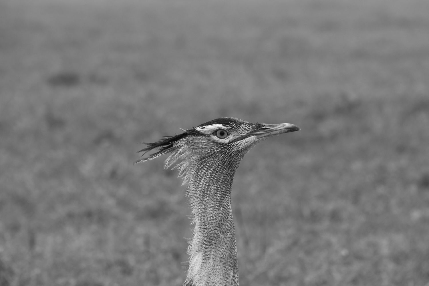 Black and white portrait of Kori bustard bird's head and neck in profile.