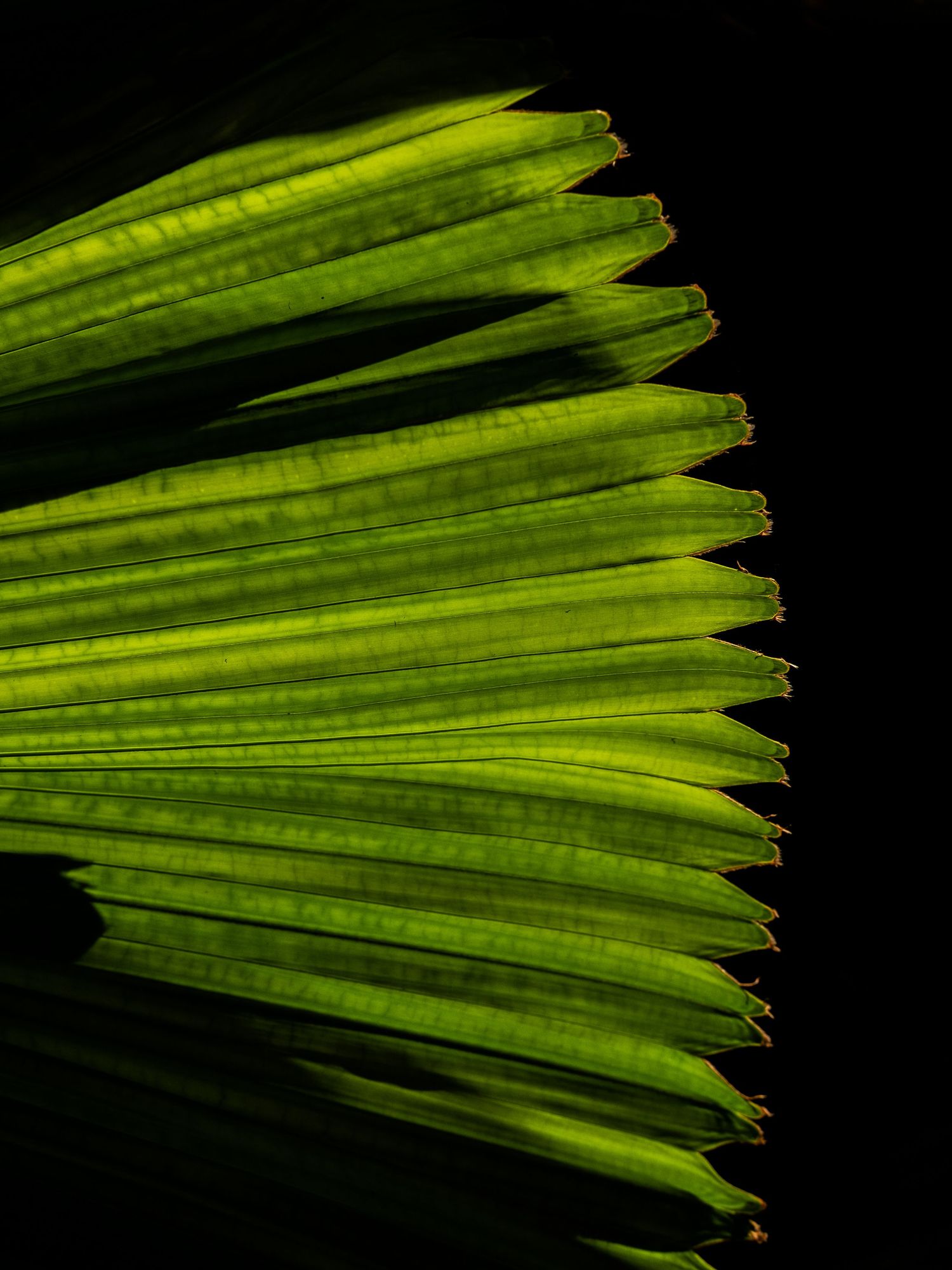 Close-up macro photograph of vibrant green palm frond segments arranged in a repetitive pattern against dark background.