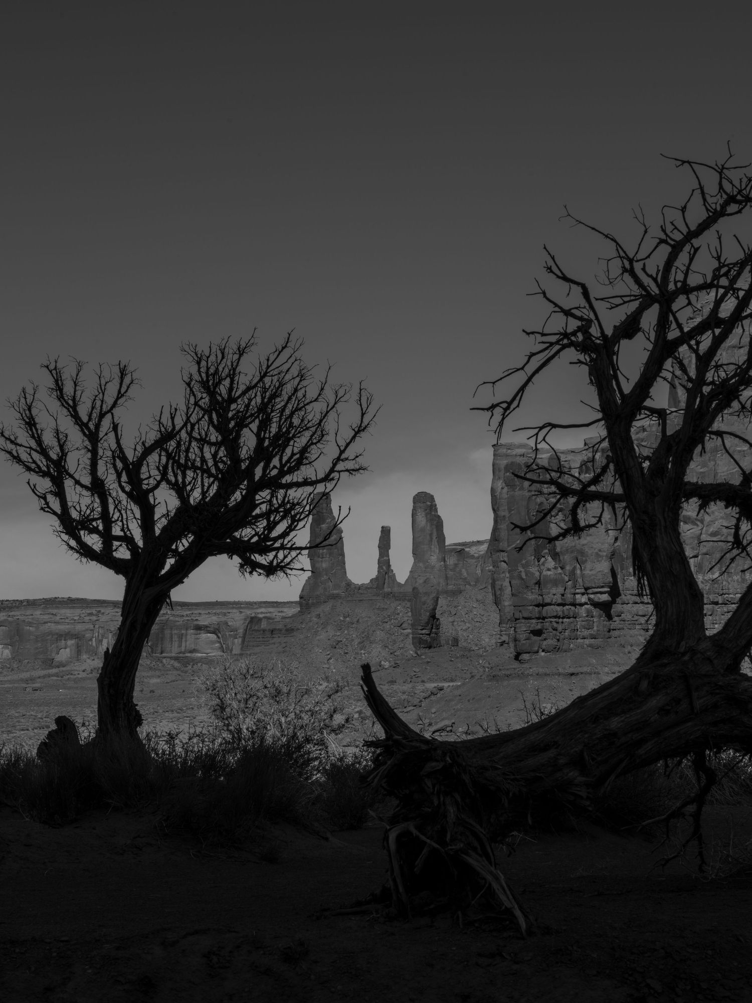 Silhouettes of gnarled dead trees frame desert rock formations in black and white.