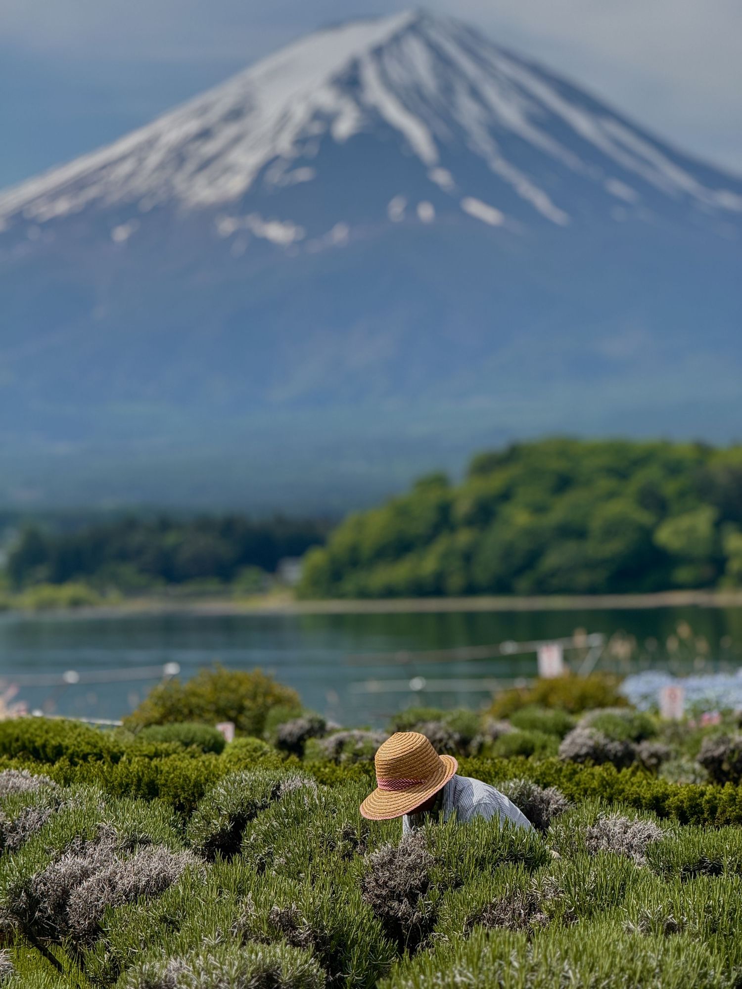Snow-capped Mount Fuji rises above green landscape with lavender bushes in foreground.