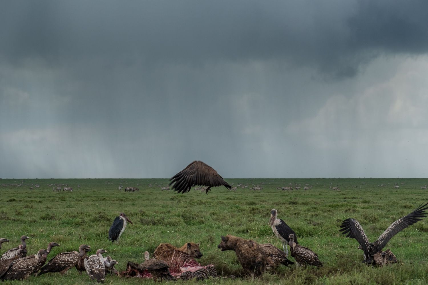 Wildebeest and vultures gather on the vast African savanna under dramatic stormy skies.