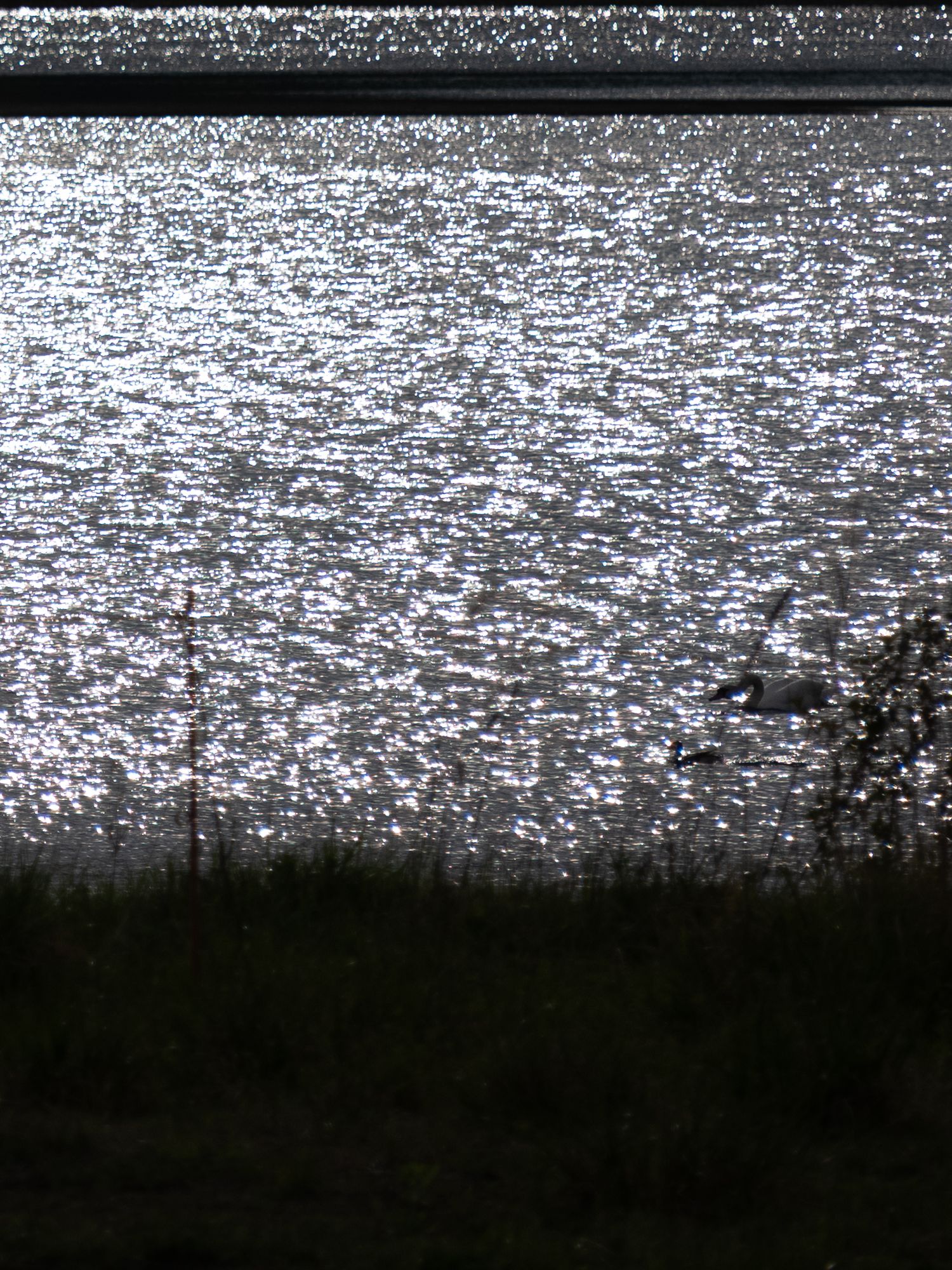 Sunlight sparkles across rippling water surface with dark silhouetted shoreline.