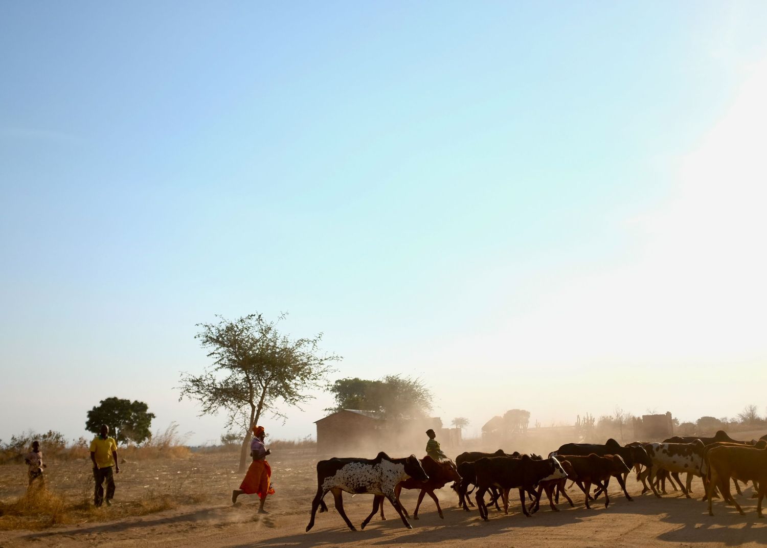 Herd of cattle walking along a dusty path at sunset creating a dramatic silhouette.