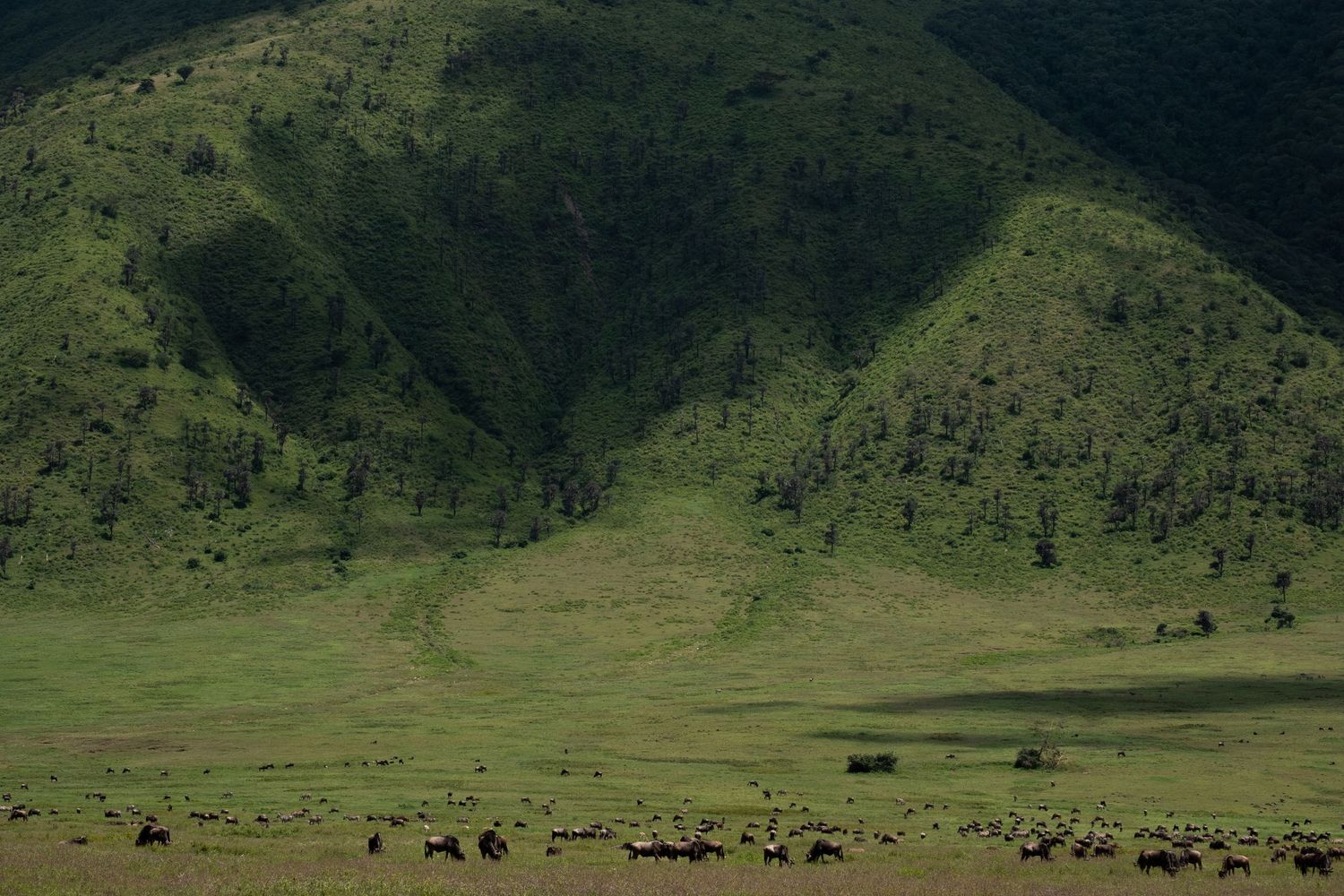 Scenic view of green hillside with grazing animals beneath towering mountain slopes.